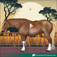 Horse Color:Chestnut Tobiano 