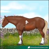 Horse Color:Chestnut Tobiano