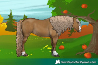 Horse Color:Chocolate Palomino Dun 