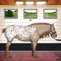 Horse Color:Red Dun Appaloosa 