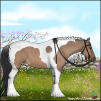 Horse Color:Bay Dun Tobiano 