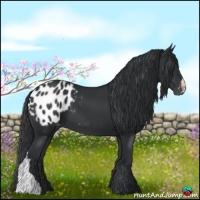 Horse Color:Black Appaloosa 