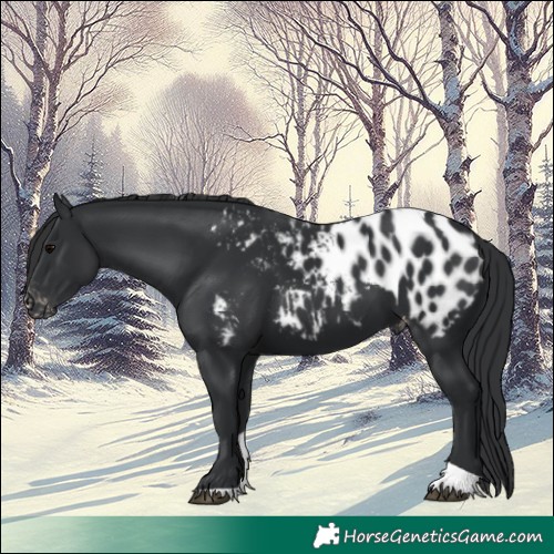 Horse Color:Black Tobiano Appaloosa 