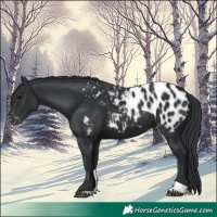 Horse Color:Black Tobiano Blanket