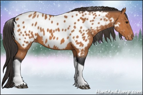 Horse Color:Bay Tobiano Appaloosa 