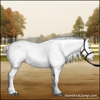 Horse Color:Black Tobiano Appaloosa 
