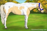 Horse Color:Palomino Tobiano 