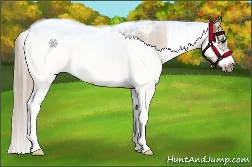 Horse Color:Chocolate Palomino Sabino Frame Rabicano