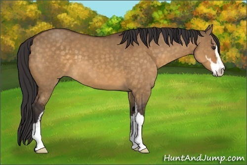 Horse Color:Buckskin Dun Sabino 
