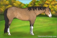 Horse Color:Buckskin Dun Sabino 