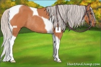 Horse Color:Silver Bay Roan Tobiano Rabicano