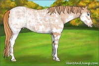 Horse Color:Chestnut Ice Splash 