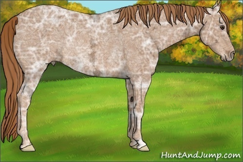Horse Color:Chestnut Ice Rabicano 