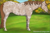 Horse Color:Chestnut Ice Rabicano 