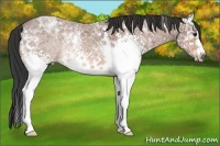 Horse Color:White Spotted Bay Ice Rabicano