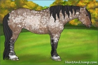 Horse Color:Bay Ice Dun