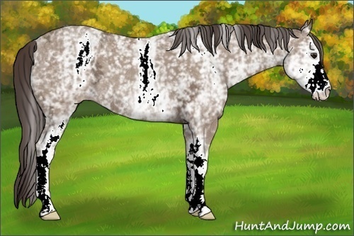 Horse Color:White Spotted Classic Champagne Ice