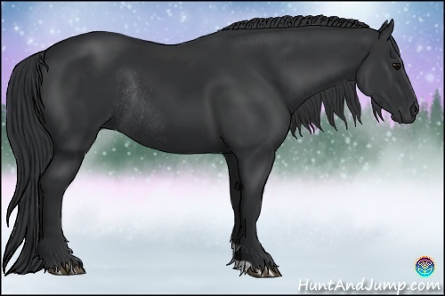 Horse Color:Black Rabicano 