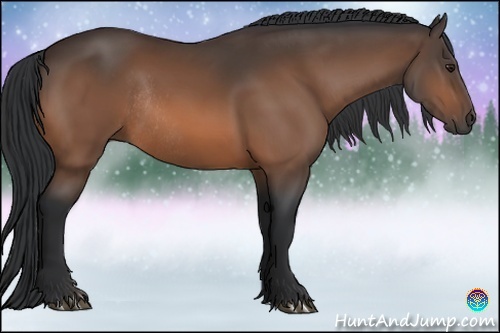 Horse Color:Bay Rabicano 