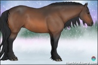 Horse Color:Bay Rabicano 