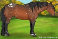 Horse Color:Bay Appaloosa 