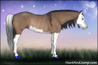 Horse Color:Bay Dun Splash Rabicano 