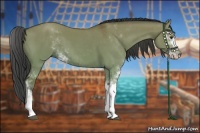 Horse Color:Bay Dun Sabino