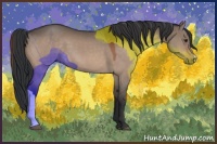 Horse Color:Bay Dun