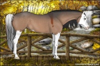 Horse Color:Bay Roan Dun Splash 