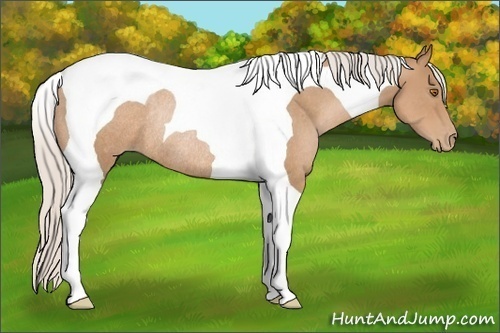 Horse Color:Silver Black Pearl Tobiano Rabicano 