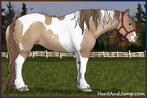 Horse Color:Black Pearl Sabino Tobiano 