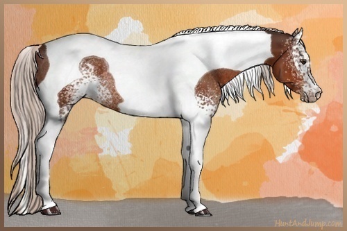 Horse Color:White Spotted Silver Brown Tobiano Rabicano