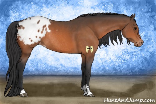 Horse Color:Brown Sabino Appaloosa Rabicano