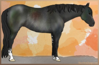 Horse Color:Gray Black Sabino Rabicano 
