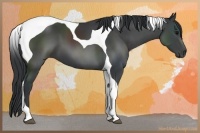 Horse Color:Black Sabino Tobiano 