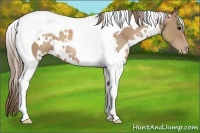 Horse Color:White Spotted Black Pearl Tobiano 