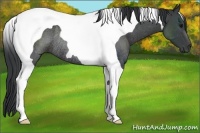 Horse Color:Black Tobiano Rabicano