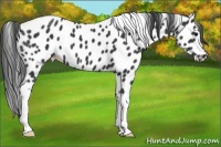 Horse Color:Platinum Black Appaloosa 