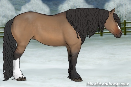 Horse Color:Bay Dun