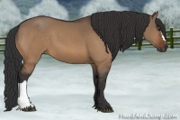 Horse Color:Bay Dun