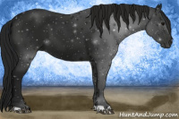 Horse Color:Gray Black 