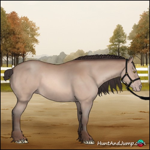 Horse Color:Amber Champagne 