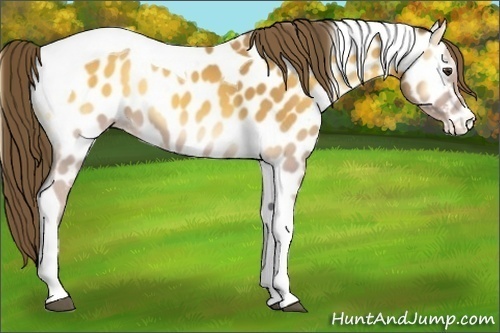 Horse Color:Buckskin Onyx Tobiano Near Leopard