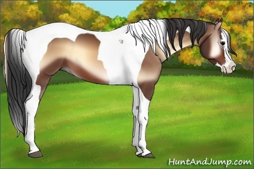 Horse Color:Bay Onyx Sabino Splash Tobiano 