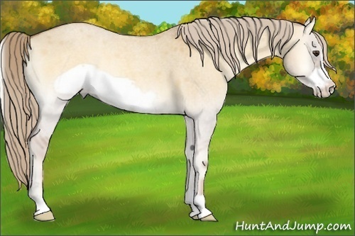 Horse Color:Palomino Roan Onyx Frame 