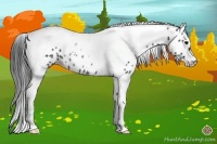 Horse Color:Black Tobiano Leopard Rabicano 