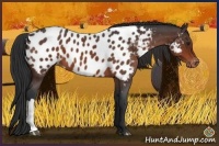 Horse Color:Brown Roan Appaloosa