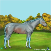 Horse Color:Watercolor Bay 