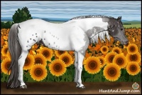 Horse Color:Smoky Black Tobiano Appaloosa 