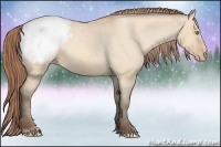 Horse Color:Amber Champagne Dun Appaloosa Rabicano 